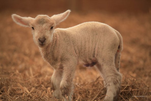 Lamb looking into camera by Daniel Smith